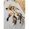 Image 6 : 2 Ranch Fox Soft Tanned Furs Taxidermy