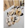 Image 7 : 2 Ranch Fox Soft Tanned Furs Taxidermy