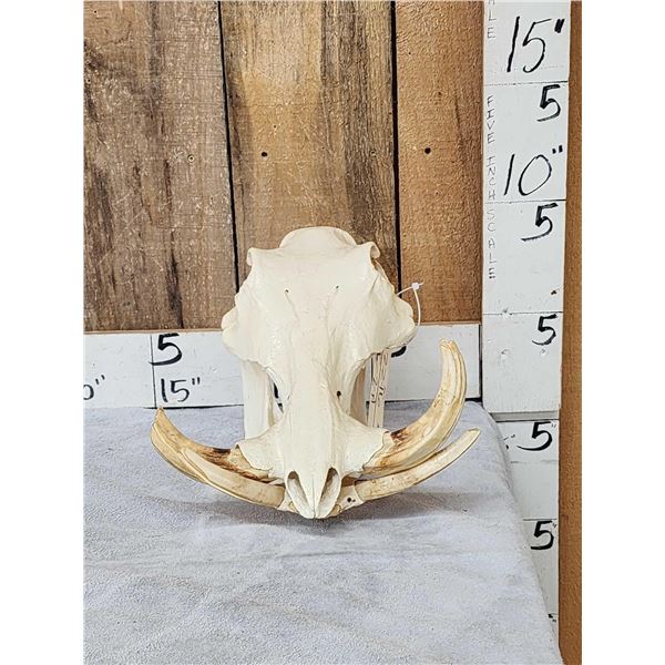 African Warthog Skull Taxidermy