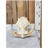 Image 1 : African Warthog Skull Taxidermy