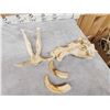 Image 4 : African Warthog Skull Taxidermy