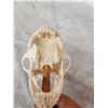 Image 5 : Big Black Bear Skull On Stand Taxidermy