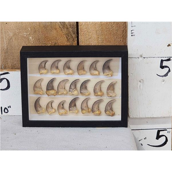 20 Black Bear Claws Taxidermy