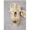 Image 5 : African Chakma Baboon Skull Taxidermy