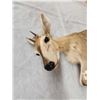 Image 4 : African Duiker Full Body Taxidermy Mount