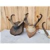 Image 4 : 6 Sets Of Pronghorn Antelope Horns Taxidermy