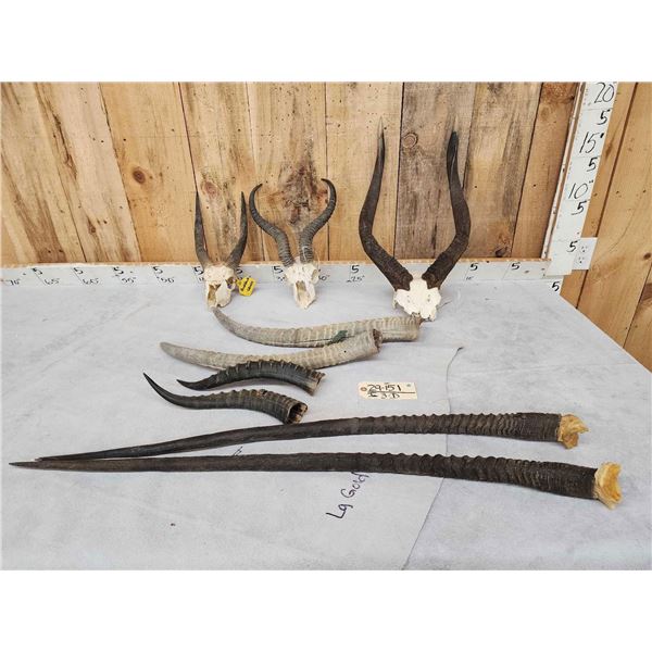African Horns & Skulls Lot