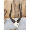 Image 2 : African Horns & Skulls Lot
