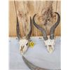 Image 3 : African Horns & Skulls Lot