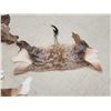 Image 3 : 4 Tanned African Back Hides Taxidermy