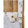 Image 1 : Black Bear Skull Taxidermy
