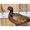 Image 2 : Vintage Pheasant Full Body Bird Taxidermy