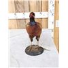 Image 3 : Vintage Pheasant Full Body Bird Taxidermy