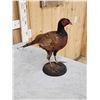 Image 4 : Vintage Pheasant Full Body Bird Taxidermy