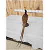 Image 5 : Vintage Pheasant Full Body Bird Taxidermy