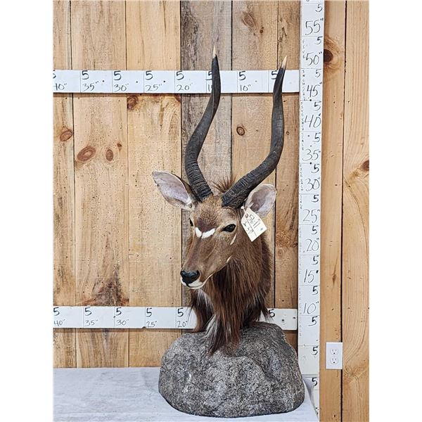 African Nyala Table Top Pedestal Taxidermy Mount
