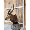 Image 2 : African Nyala Table Top Pedestal Taxidermy Mount