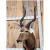 Image 3 : African Nyala Table Top Pedestal Taxidermy Mount
