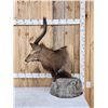 Image 5 : African Nyala Table Top Pedestal Taxidermy Mount
