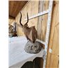 Image 6 : African Nyala Table Top Pedestal Taxidermy Mount