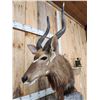 Image 7 : African Nyala Table Top Pedestal Taxidermy Mount