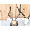 Image 4 : 4 Sets Of African Impala Horns On Skulls & Plaque