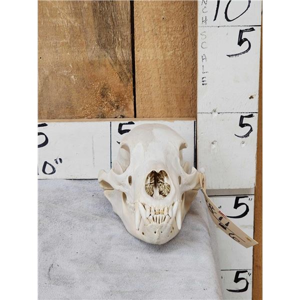 Black Bear Skull Taxidermy