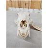 Image 3 : Black Bear Skull Taxidermy