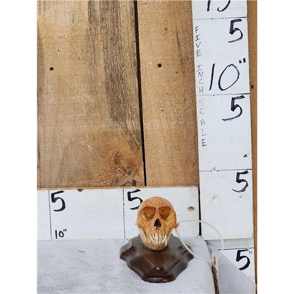 Vervet Monkey Skull On Plaque Taxidermy