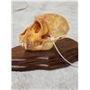 Image 4 : Vervet Monkey Skull On Plaque Taxidermy