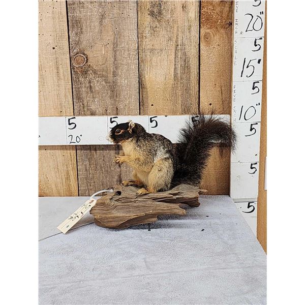 Fox Squirrel Full Body Taxidermy Mount