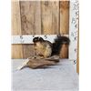 Image 1 : Fox Squirrel Full Body Taxidermy Mount