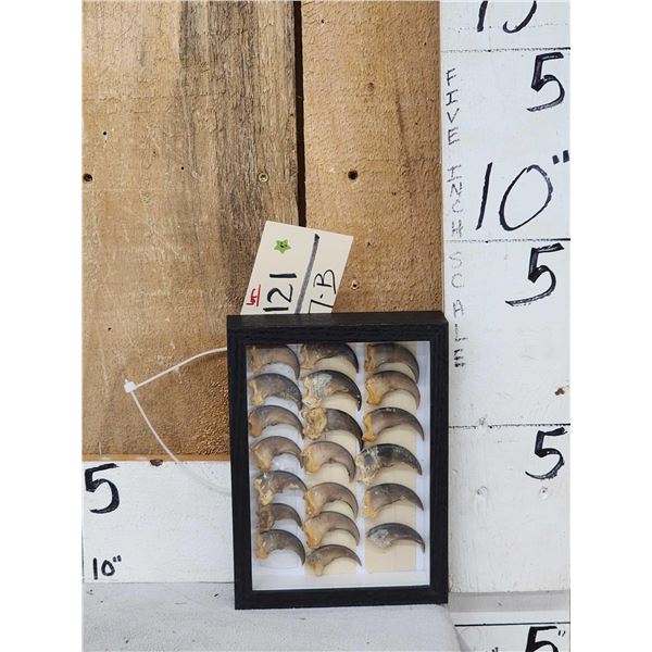20 Bkack Bear Claws Taxidermy