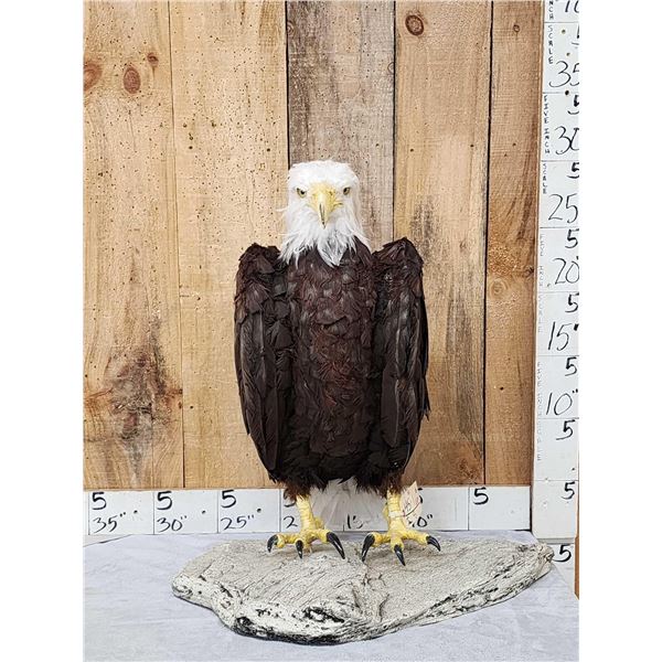 100% Reproduction Bald Eagle Full Body Bird Taxidermy