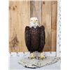 Image 1 : 100% Reproduction Bald Eagle Full Body Bird Taxidermy