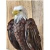 Image 3 : 100% Reproduction Bald Eagle Full Body Bird Taxidermy