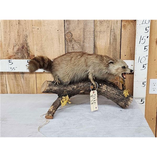 Vintage Cinnamon Phase Raccoon Full Body Taxidermy Mount