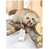 Image 3 : Vintage Cinnamon Phase Raccoon Full Body Taxidermy Mount