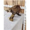 Image 4 : Vintage Cinnamon Phase Raccoon Full Body Taxidermy Mount