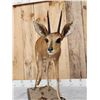 Image 4 : African Duiker Full Body Taxidermy Mount