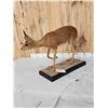 Image 6 : African Duiker Full Body Taxidermy Mount
