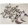 Image 4 : Bison & Cattle Horn Caps Lot