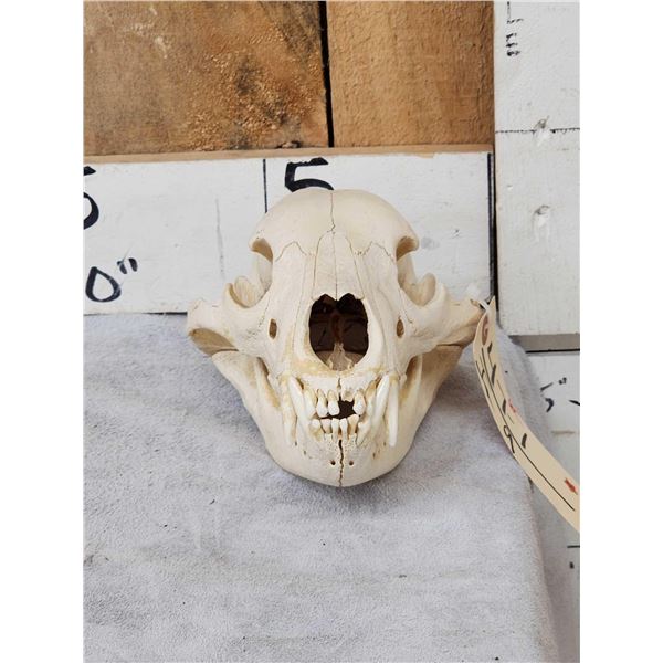 Black Bear Skull Taxidermy