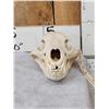 Image 1 : Black Bear Skull Taxidermy