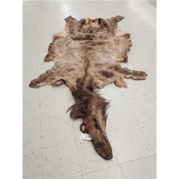 Tanned Elk Skin Taxidermy