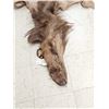 Image 2 : Tanned Elk Skin Taxidermy