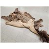 Image 4 : Tanned Elk Skin Taxidermy