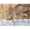 Image 2 : African Caracal Cat Full Body Taxidermy Mount