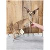 Image 3 : African Caracal Cat Full Body Taxidermy Mount