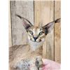 Image 4 : African Caracal Cat Full Body Taxidermy Mount